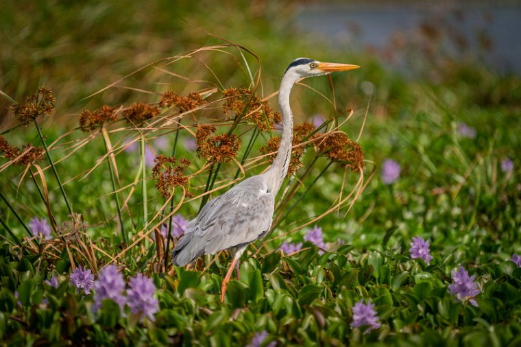 038 Hiriwaduna, blauwe reiger.jpg